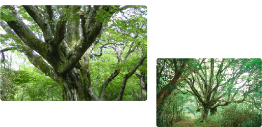 ブナ原生林